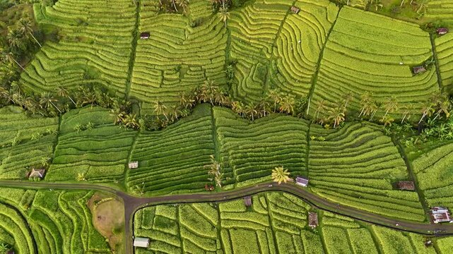 Drone video aerial view of rice terraces in Jatiluwih village, Tabanan, Bali, Indonesia