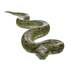 Fototapeta premium anaconda snake isolated on transparent background