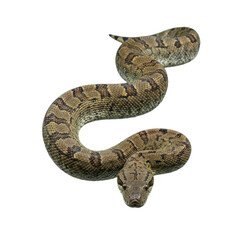 Fototapeta premium anaconda snake isolated on transparent background