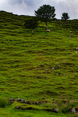 Isle of Skye, Scotland: sheeps at Fairy Glen, magic valley connected to ancient customs, children casted flowers petals in the burn to encourage fairies providing villages with fresh water