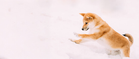 Young Japanese Small Size Shiba Inu Dog Play Outdoor In Snow, Snowdrift At Sunny Winter Day