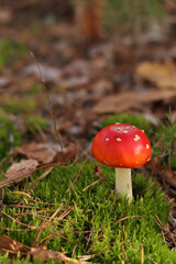 Fly agaric in the forest. Bright red with white specks mushroom. Fly agaric growing on mossy forest floor. Beautiful fly agaric mushroom in the forest in autumn. Poisonous mushroom close-up