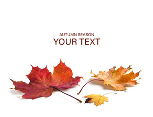 Collection of autumn leaves on white background. Autumn orange  leaves falling down Isolated on white.
