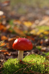 A fly agaric with a bright red cap close-up. A fly agaric grows on a mossy forest floor. Beautiful fly agaric mushroom in the forest in autumn. Poisonous mushroom close-up. Nature