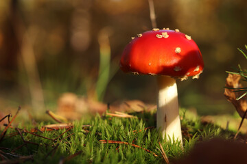 A fly agaric with a bright red cap close-up. A fly agaric grows on a mossy forest floor. Beautiful fly agaric mushroom in the forest in autumn. Poisonous mushroom close-up. Nature