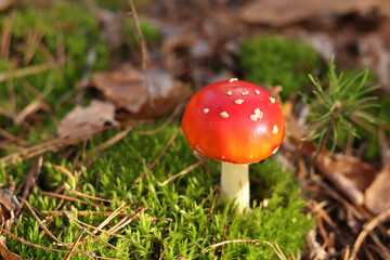 A fly agaric with a bright red cap close-up. A fly agaric grows on a mossy forest floor. Beautiful fly agaric mushroom in the forest in autumn. Poisonous mushroom close-up. Nature
