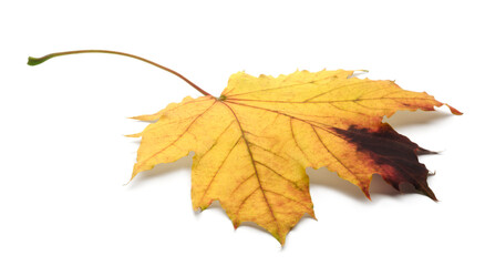 Autumn orange maple leaf fell and lies on a white background with shadow, there is a patch for isolation without shadows.