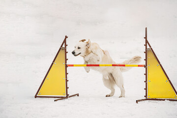 White Labrador Dog Training Outside At Winter Season. Dog Jumping Through barrier In Snow During Agility Dog Training At Winter Season