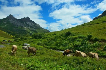 Austrian Alps - view of Karhorn mountain and cows on pasture in Lechtal Alps