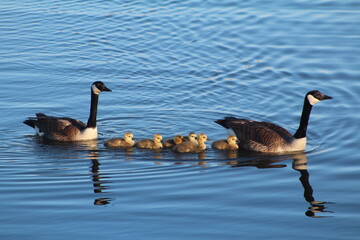 canada geese goslings protected by their parents © wildlife_lover