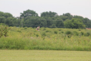 colorful eastern meadowlark bird in flight