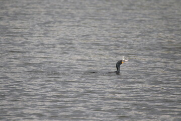 double crested cormorant bird catching a fish
