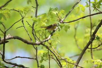 colorful palm warbler bird perched in tree