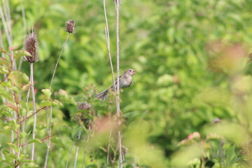 field sparrow bird perched on a plant