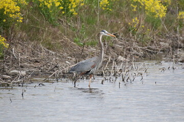 great blue heron bird hunting in wetland