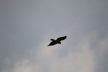 hawk bird of prey flying overhead