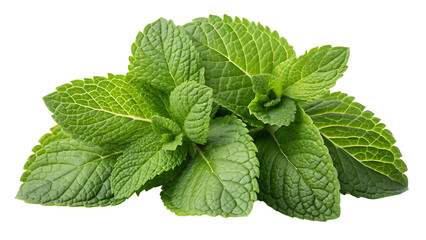 Fresh Green Mint Leaves Isolated on Black