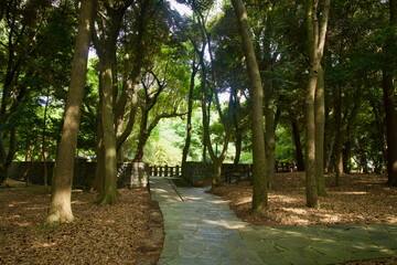 Wooded Approach to Sacred Yard