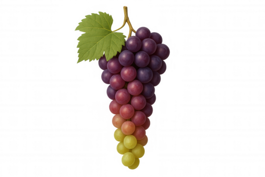 Ripening grape bunch displaying an ombre transition from green to red and purple, with a single leaf, transparent background - Powered by Adobe