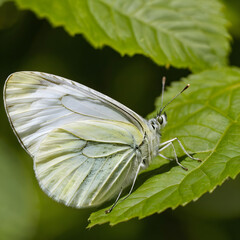 Macro shot white butterfly on a leaf outdoors