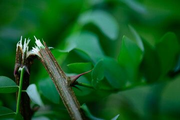 Broken Thorny Branch with Green Leaves. Damaged Plant Stem Showing Sharp Thorns