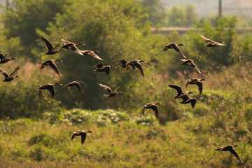 따뜻한 인상의 날아가는 오리떼