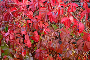 Vibrant Red Autumn Leaves with Blue Berries. Colorful Fall Foliage and Berries in Soft Focus. bstract Autumn Color Harmony