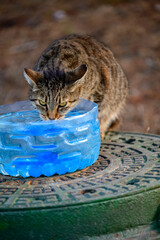 Thirsty Stray Cat Drinking from Frozen Water Block. Cat Cooling Down on Hot Day.