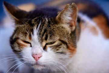 Sleepy Tabby Cat Close-Up. Relaxed Domestic Cat with Half-Closed Eyes