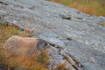 cute marmot on a rock in the austrian alps