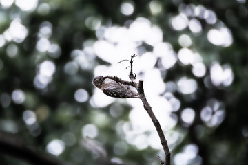 강렬한 인상의 쇠딱따구리