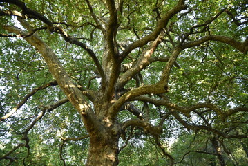 Branchages d'un platane centenaire