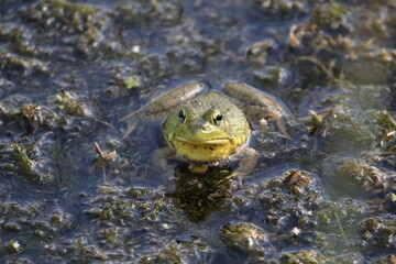 close up of bullfrog in a pond