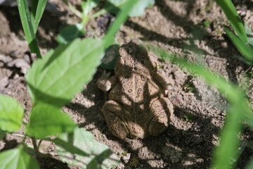 toad hiding on the ground with shadows