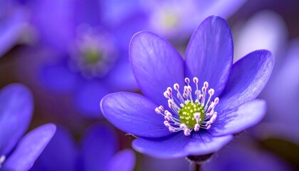 A macro shot of a vibrant purple flower with a green center, set against a blurry background of similar blooms