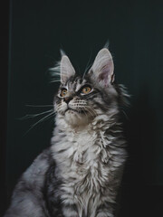 A close-up of a Maine Coon cat with long grey and white fur, large ears, and striking facial markings. The dark background enhances the cat’s elegant and alert appearance.