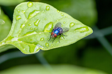 Mosca azul	