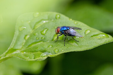 Mosca azul	