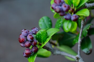 雨上がりのベリー　シャリンバイ