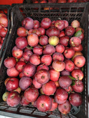 Apple store with many fruit in plastic crate box during autumn fall season in farmer's market with pink and red color