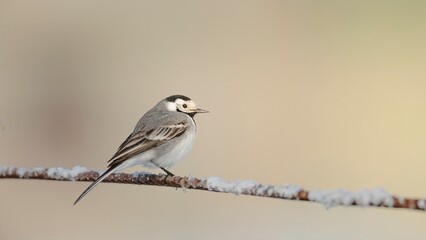 A small White Wagtail perches calmly on a wire covered in frost. The soft, neutral background highlights the bird's delicate feathers during a crisp winter morning