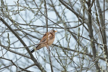 A Fieldfare sits calmly on a branch of a tree. The buds are just beginning to open as Spring arrives. The bird observes its surroundings on a bright day