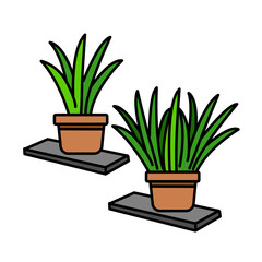 Modern Indoor Snake Plants on Shelf