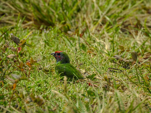 Fiji Parrotfinch Foraging in Grass
