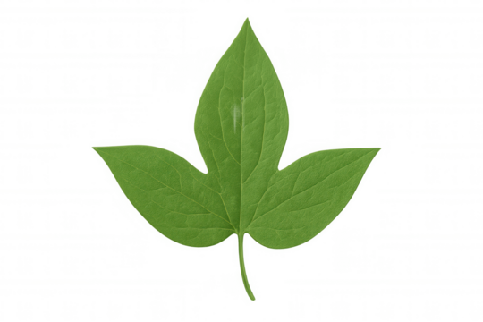 Green plant leaf with a clear three-lobed shape and prominent veining, placed on a transparent background for flexible application
