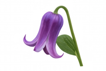 Purple clematis flower with green stem and leaf, blooming bell shape, transparency background