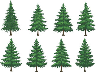 Cartoon evergreen tree illustration set, conical foliage, forest elements, green trees, nature design, seasonal vegetation, botanical shapes, outdoor theme, plant variety