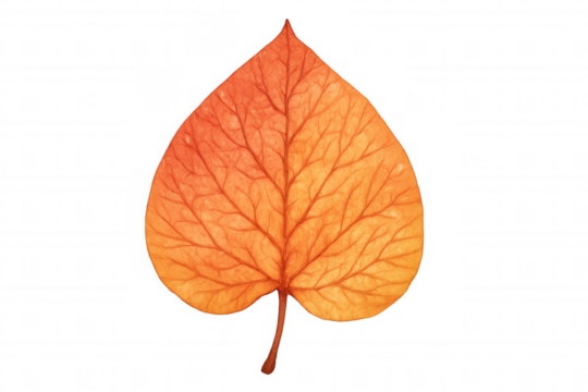 Autumn leaf displaying vibrant orange and yellow colors, heart shape, and detailed transparent venation