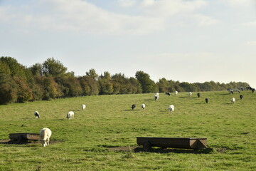 Troupeau de vaches laitières dispersée près d'un bois à Écaussinnes d'Enghien (Soignies) 