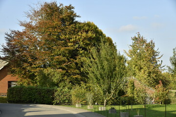 Couleurs de l'automne le long d'une route à Écaussinnes d'Enghien (Soignies)